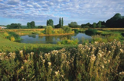 Stour Meadows