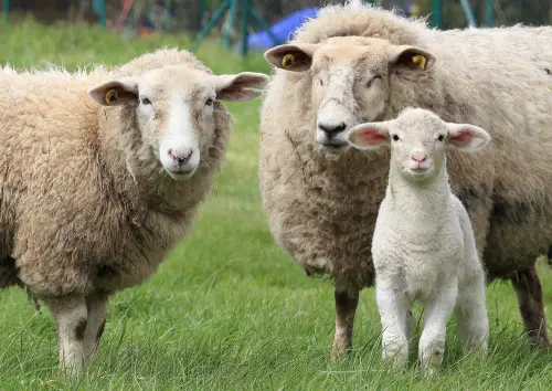 Three sheep, including two adults and one lamb, standing together on a lush green field. The adult sheep have thick wool coats.