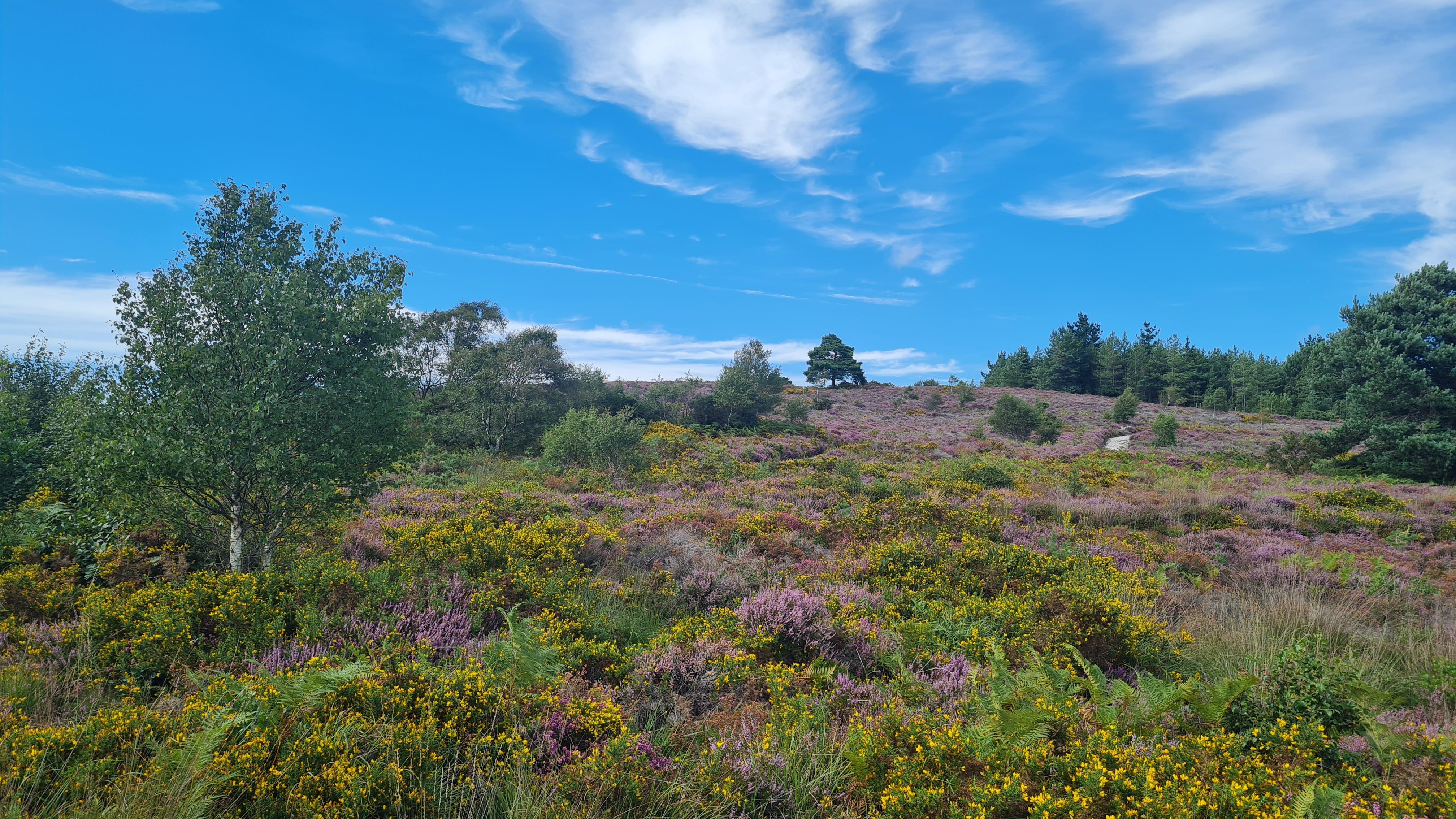 An area of heathland with purple and yellow flowers