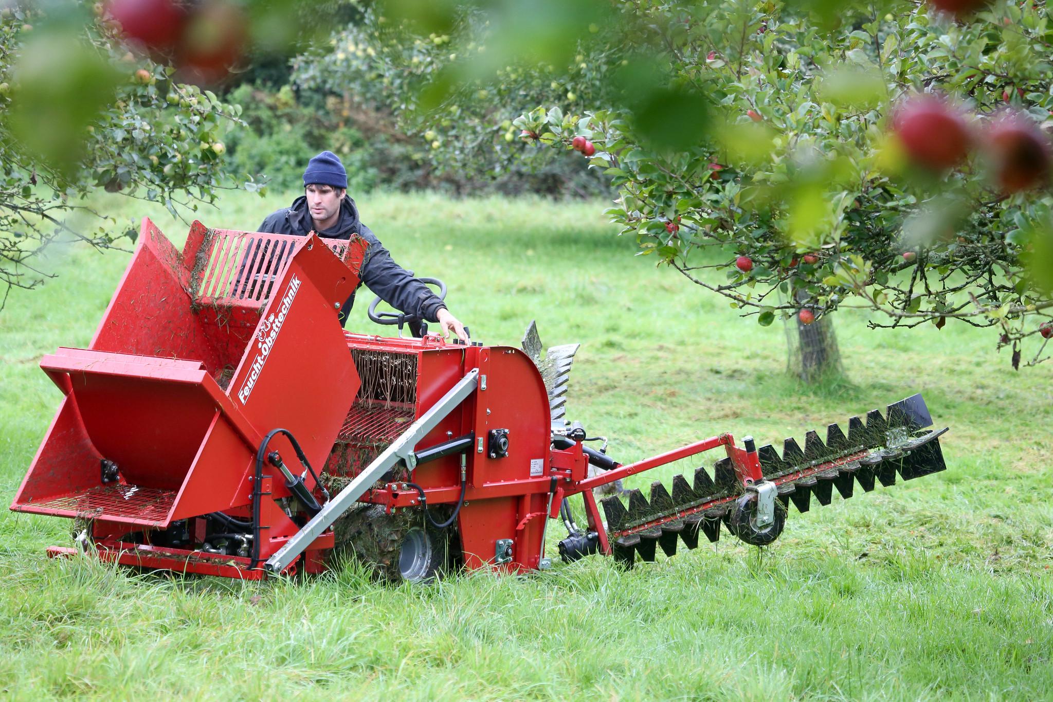 Man on a red harvester which is harvesting red apples