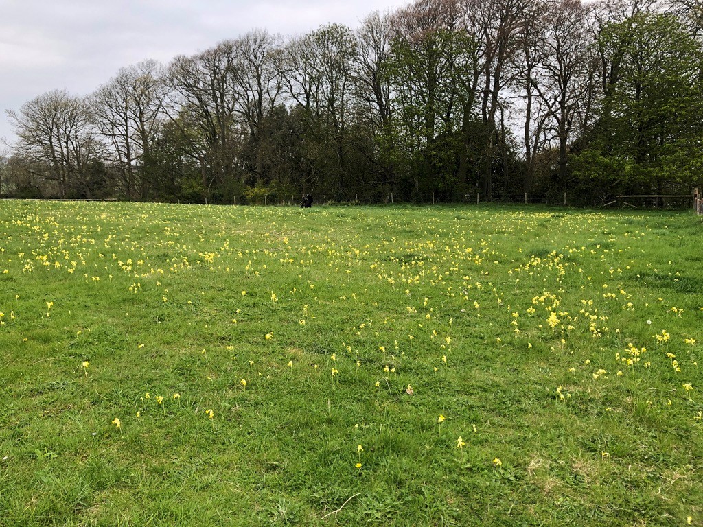 cowslips in a meadow