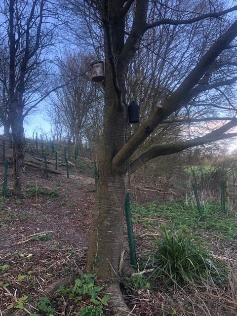 bird feeders in a tree