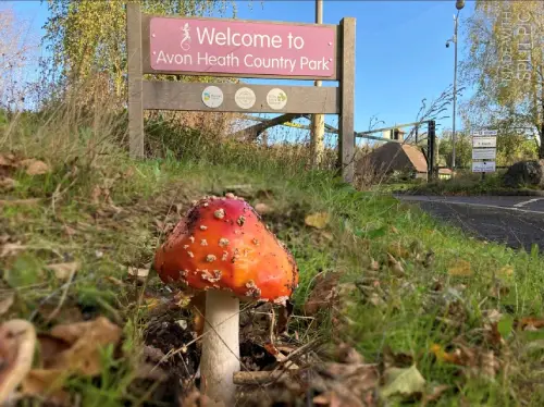 A red mushroom with white spots in the foreground, growing among fallen leaves. In the background, a sign reads ‘Welcome to Avon Heath Country Park’.