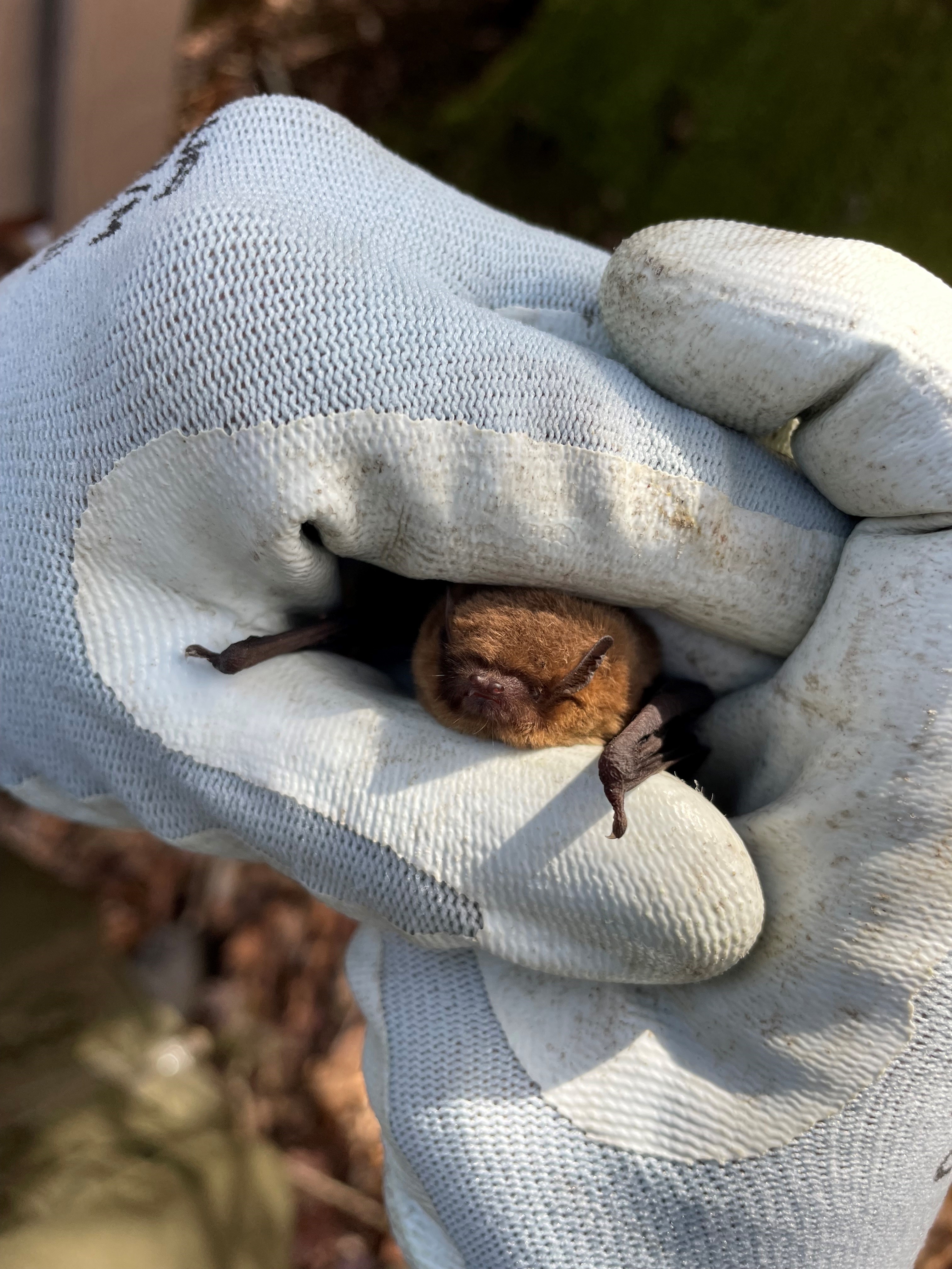 a bat in gloved hands