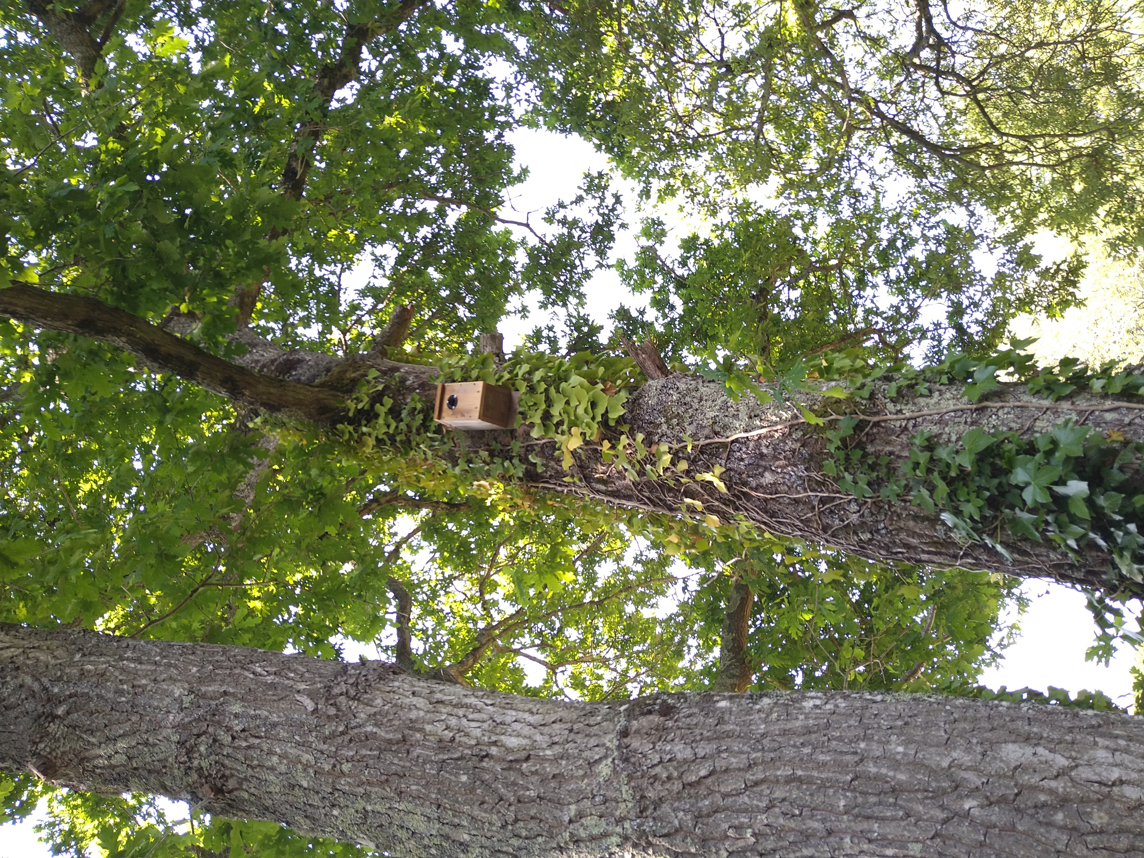 bird box on a tree