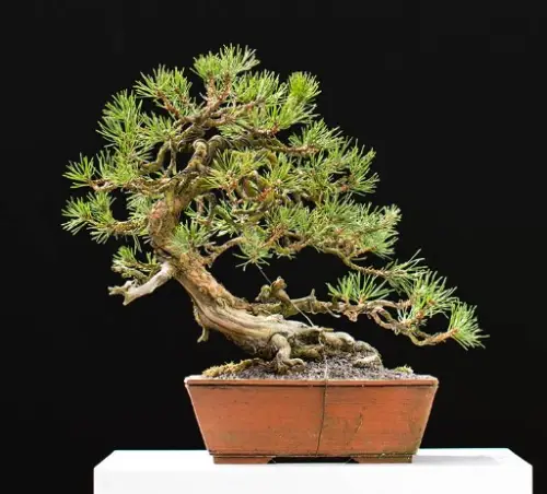 A bonsai tree.