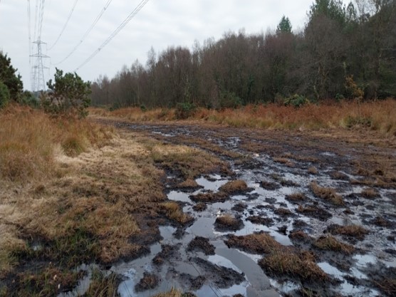 after photo of boggy heath