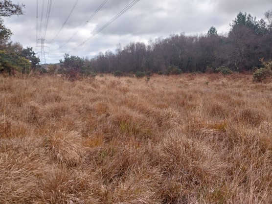 before photo of grassy heath