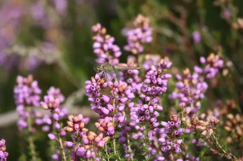 A dragonfly resting on small purple flowers.