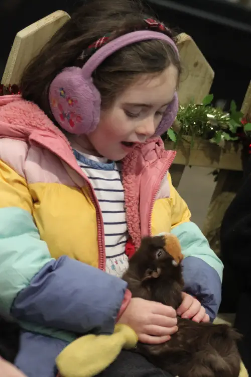 A girl holding a brown guinea pig.