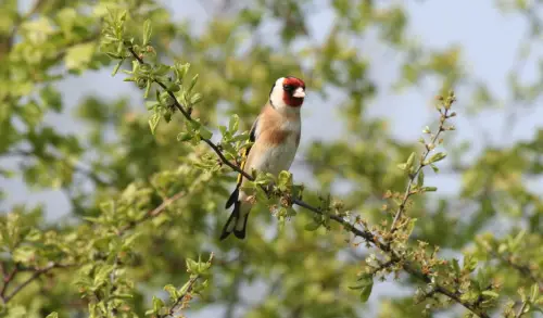 Goldfinch on a tree branch.