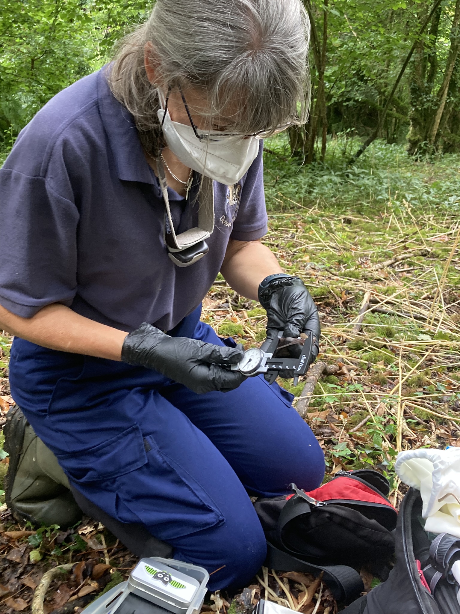 measuring a bat