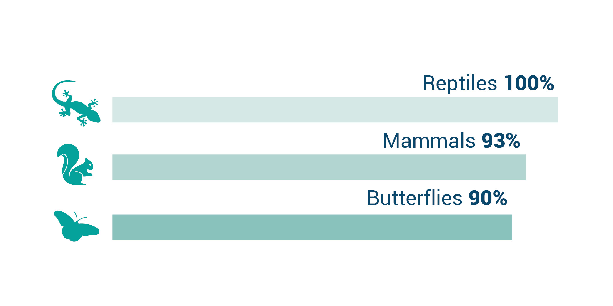 Graphic of native species living in Dorset - lizards, mammals and butterflies