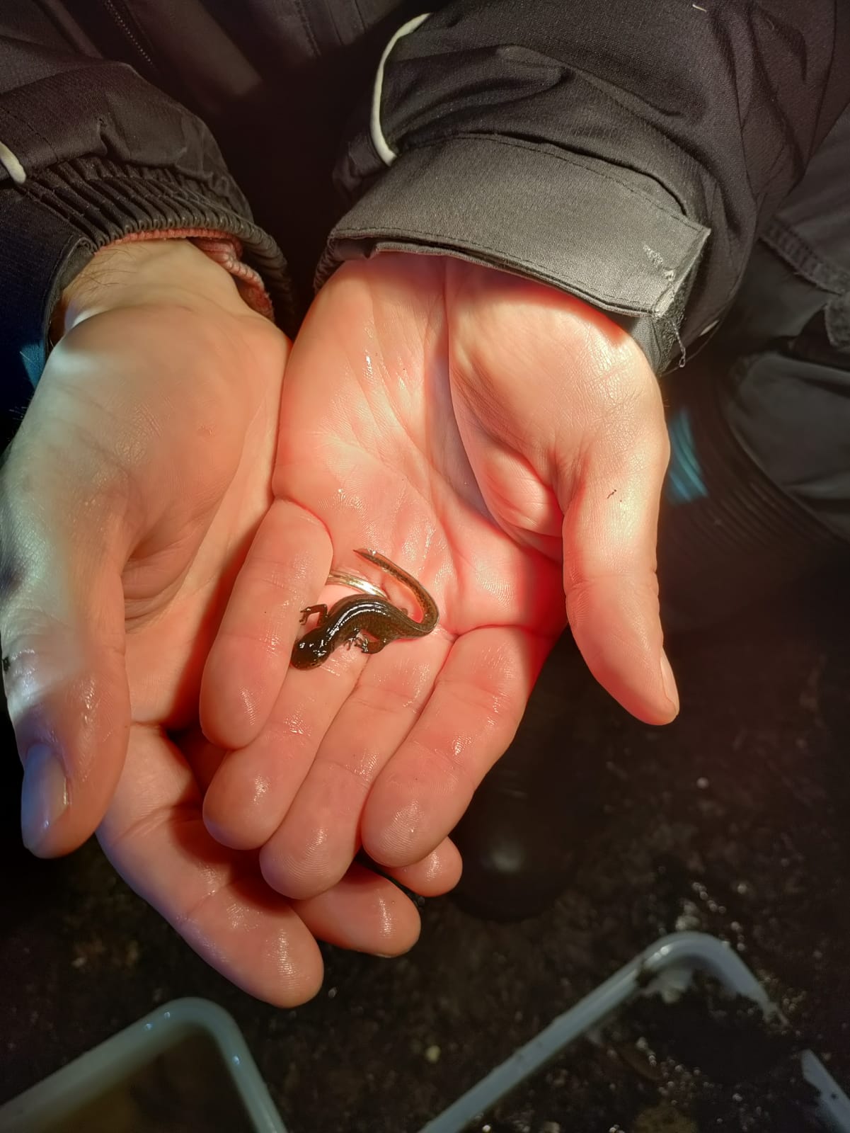 a newt held in someone's hands