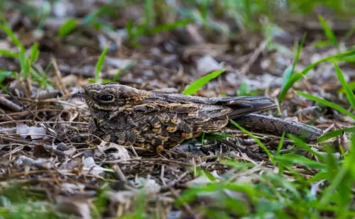 A Nighjar lying on the ground.