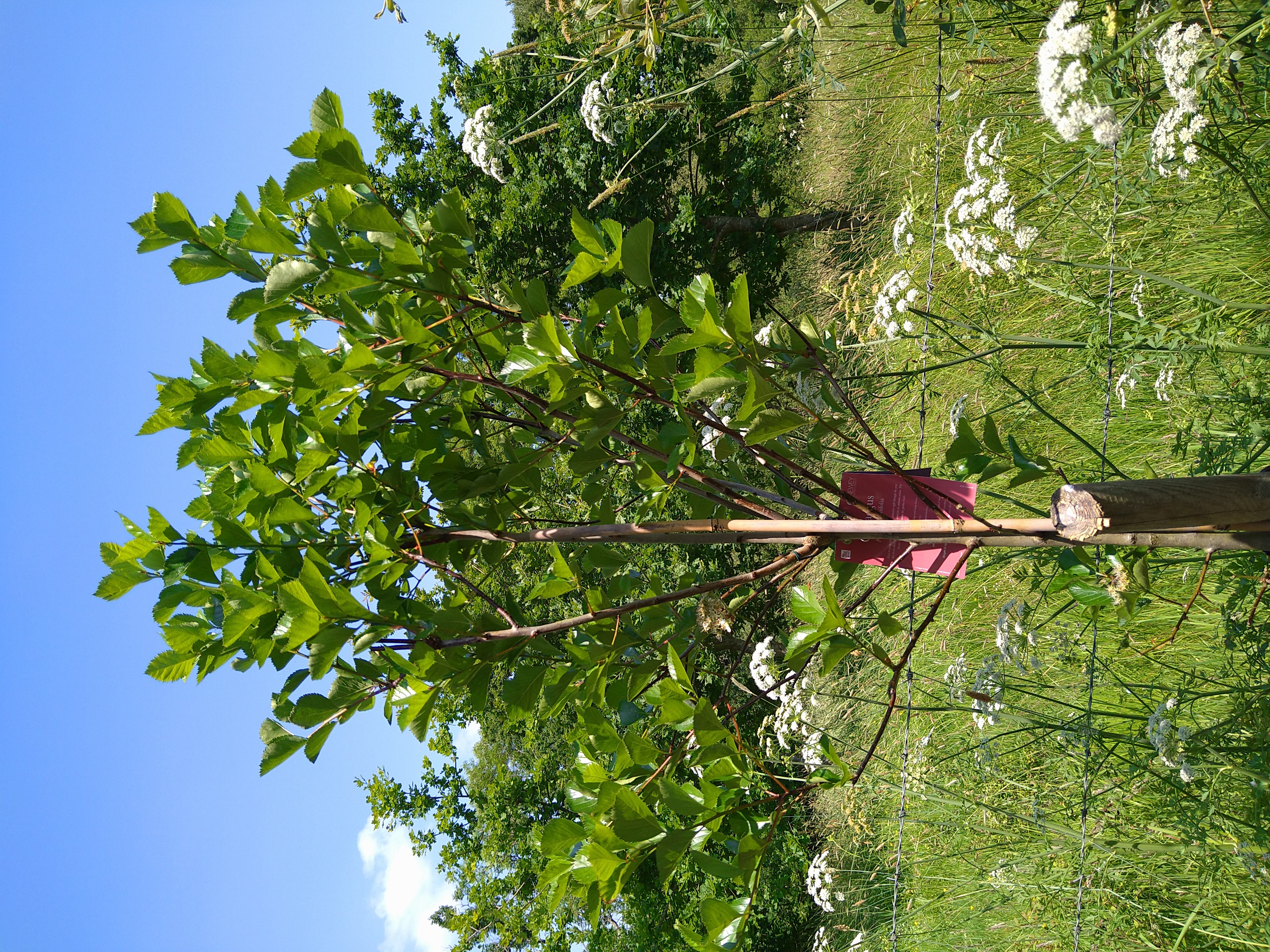 newly planted tree