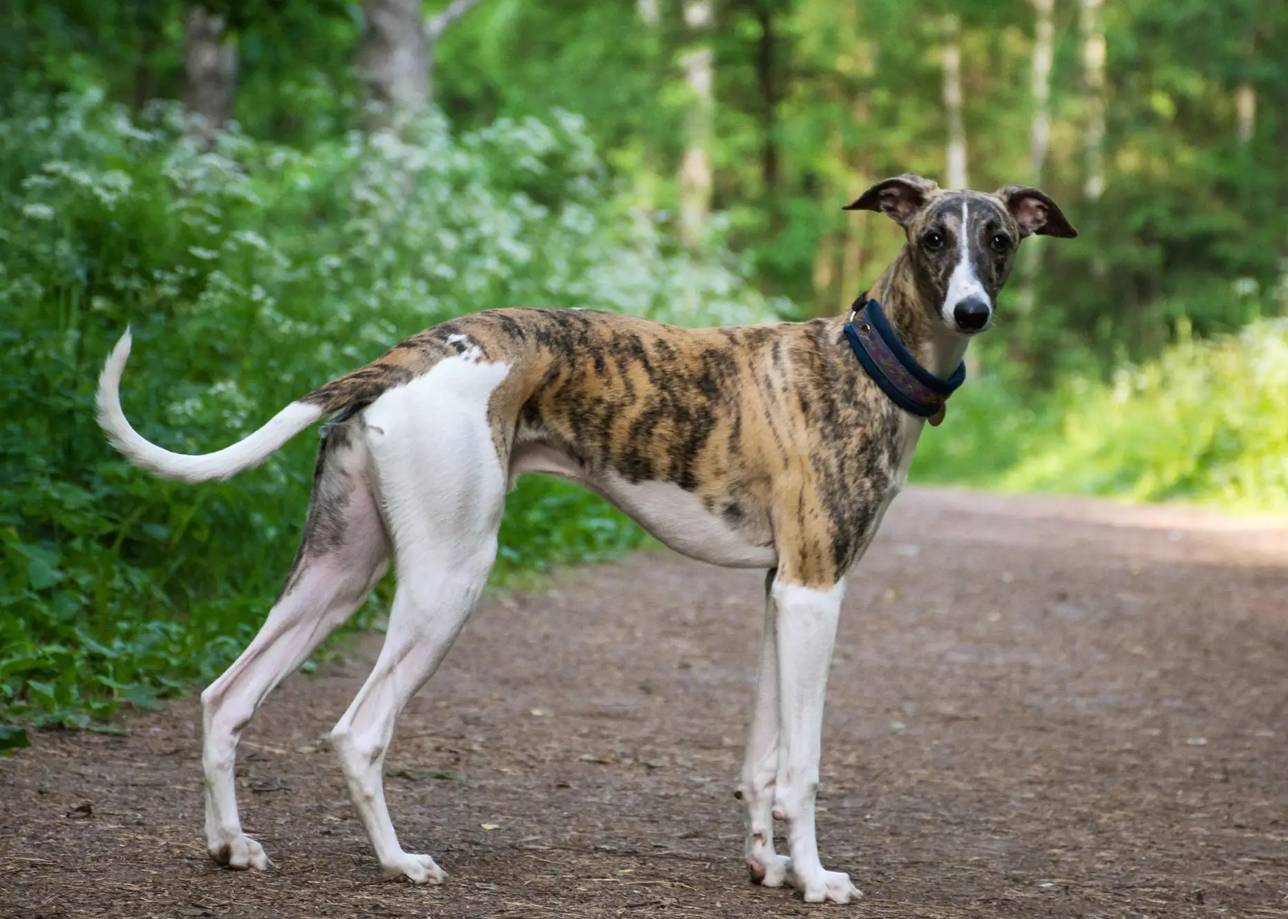 A brown and white dog standing on a forest path.