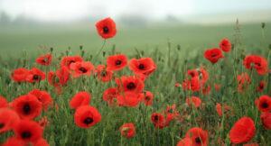 Field of poppies