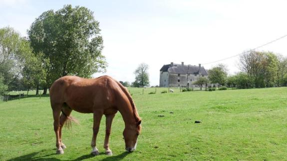 A horse standing in a field, with a farm house in the distance